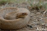 Arubaanse ratelslang (Crotalus durissus unicolor)