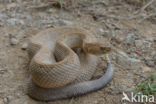 Aruba rattlesnake (Crotalus durissus unicolor)