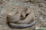 Aruba rattlesnake (Crotalus durissus unicolor)