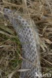 Aruba rattlesnake (Crotalus durissus unicolor)