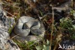 Aruba rattlesnake (Crotalus durissus unicolor)