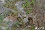 Aruba rattlesnake (Crotalus durissus unicolor)