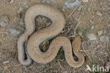 Arubaanse ratelslang (Crotalus durissus unicolor)