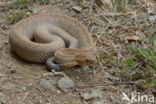 Arubaanse ratelslang (Crotalus durissus unicolor)