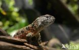 Chinese krokodilstaarthagedis (Shinisaurus crocodilurus)