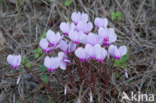 Cyclamen spec.