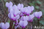 Cyclamen spec.