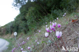 Cyclame (Cyclamen spec.)