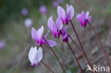 Cyclamen spec.