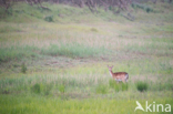 Fallow Deer (Dama dama)