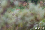 Fallow Deer (Dama dama)