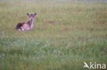 Fallow Deer (Dama dama)