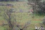 Fallow Deer (Dama dama)