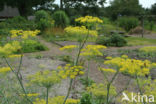 Dill (Anethum graveolens)