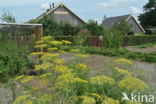 Dill (Anethum graveolens)