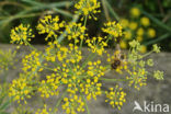 Dill (Anethum graveolens)