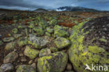 Dovrefjell National Park