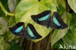 blue-green reflector butterfly (Doxocopa cherubina)