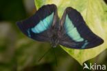 blue-green reflector butterfly (Doxocopa cherubina)