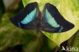 blue-green reflector butterfly (Doxocopa cherubina)