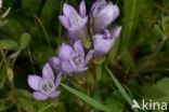 Chiltern Gentian (Gentianella germanica)