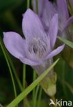 Chiltern Gentian (Gentianella germanica)