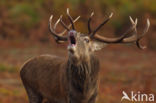 Red Deer (Cervus elaphus)