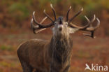 Red Deer (Cervus elaphus)