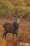 Red Deer (Cervus elaphus)