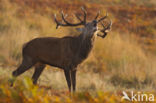 Red Deer (Cervus elaphus)