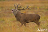 Red Deer (Cervus elaphus)