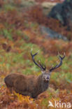 Red Deer (Cervus elaphus)