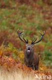 Red Deer (Cervus elaphus)