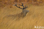 Red Deer (Cervus elaphus)