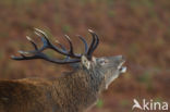 Red Deer (Cervus elaphus)