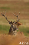 Red Deer (Cervus elaphus)
