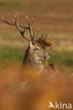 Red Deer (Cervus elaphus)