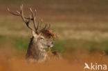 Red Deer (Cervus elaphus)