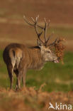 Red Deer (Cervus elaphus)