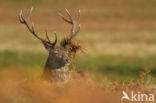 Red Deer (Cervus elaphus)
