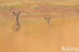Red Deer (Cervus elaphus)