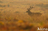 Red Deer (Cervus elaphus)