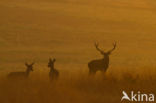 Red Deer (Cervus elaphus)