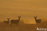 Red Deer (Cervus elaphus)