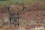 Red Deer (Cervus elaphus)