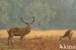 Red Deer (Cervus elaphus)