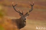 Red Deer (Cervus elaphus)