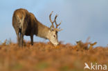 Red Deer (Cervus elaphus)