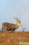 Red Deer (Cervus elaphus)