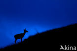 Red Deer (Cervus elaphus)